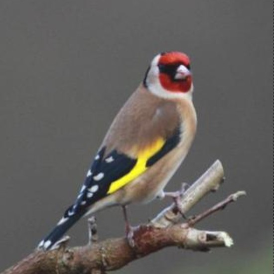 Finch Sitting on a Branch