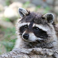 Cute Raccoon. Name unknown