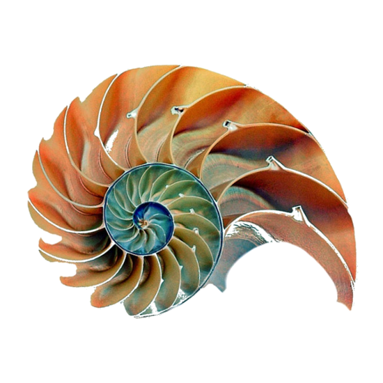 Snail Shell Demonstrates Fibonacci Spiral